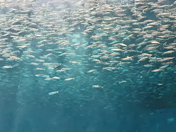 名古屋港水族館に投稿された画像（2026/5/24）