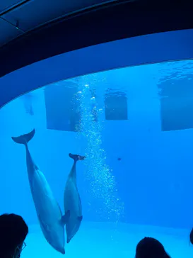 名古屋港水族館に投稿された画像（2026/5/24）