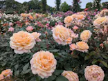 京成バラ園に投稿された画像（2026/5/24）