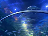 しながわ水族館に投稿された画像（2026/5/24）