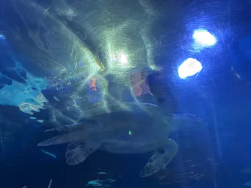 しながわ水族館に投稿された画像（2026/5/24）