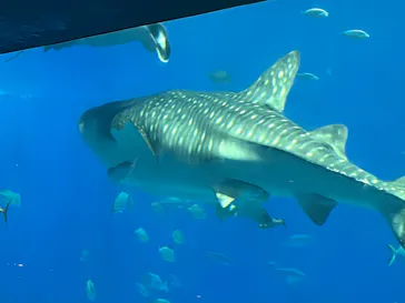 沖縄美ら海水族館に投稿された画像（2026/5/24）