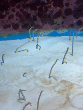 沖縄美ら海水族館に投稿された画像（2026/5/24）