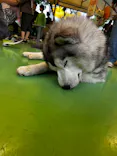 つくばわんわんランドに投稿された画像（2026/5/24）