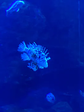 京都水族館に投稿された画像（2026/5/24）