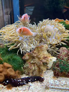 京都水族館に投稿された画像（2026/5/24）