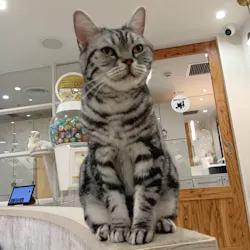 猫カフェモカ　町田ジョルナ店に投稿された画像（2026/5/24）