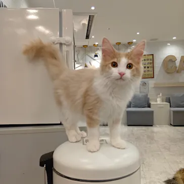 猫カフェモカ　町田ジョルナ店に投稿された画像（2026/5/24）