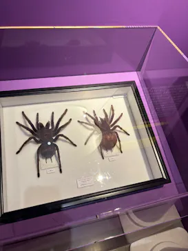 特別展「超危険生物展　科学で挑む生き物の本気」に投稿された画像（2026/5/24）