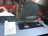 大絶滅展ー生命史のビッグファイブ（名古屋会場）に投稿された画像（2026/5/24）