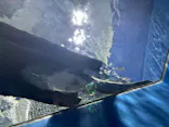 滋賀県立琵琶湖博物館に投稿された画像（2026/5/24）