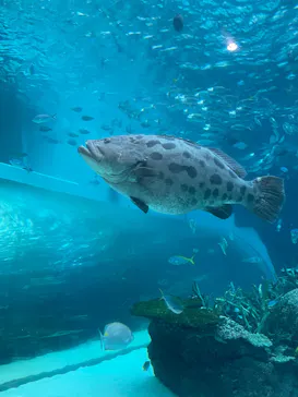 名古屋港水族館に投稿された画像（2026/5/24）