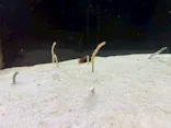 箱根園水族館に投稿された画像（2026/5/24）