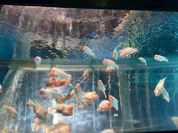 箱根園水族館に投稿された画像（2026/5/24）