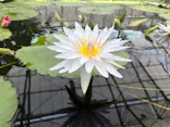 掛川花鳥園に投稿された画像（2026/5/24）