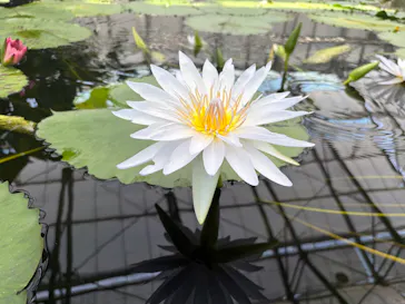 掛川花鳥園に投稿された画像（2026/5/24）
