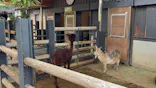 恩賜上野動物園に投稿された画像（2026/5/24）