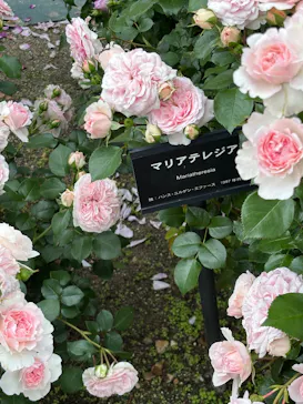 ぎふワールド・ローズガーデンに投稿された画像（2026/5/24）