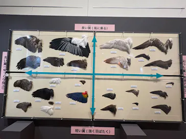 特別展「鳥 ～ゲノム解析が解き明かす新しい鳥類の系統～」に投稿された画像（2026/5/24）