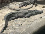 熱川バナナワニ園に投稿された画像（2026/5/24）