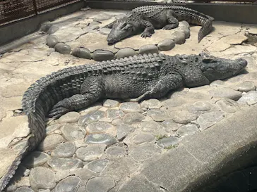 熱川バナナワニ園に投稿された画像（2026/5/24）