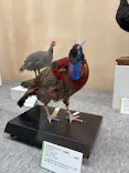 特別展「鳥 ～ゲノム解析が解き明かす新しい鳥類の系統～」に投稿された画像（2026/5/24）