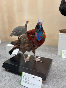 特別展「鳥 ～ゲノム解析が解き明かす新しい鳥類の系統～」に投稿された画像（2026/5/24）