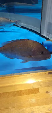 のとじま水族館に投稿された画像（2026/5/24）