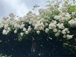 いばらきフラワーパークに投稿された画像（2026/5/24）