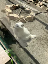 しろとり動物園に投稿された画像（2026/5/24）