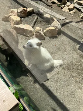 しろとり動物園に投稿された画像（2026/5/24）