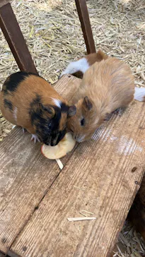 しろとり動物園に投稿された画像（2026/5/24）