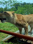 多摩動物公園 ライオンバス乗車券に投稿された画像（2026/5/24）
