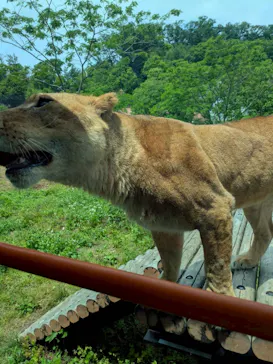 多摩動物公園 ライオンバス乗車券に投稿された画像（2026/5/24）