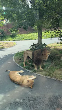 多摩動物公園 ライオンバス乗車券に投稿された画像（2026/5/24）