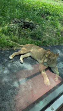 多摩動物公園 ライオンバス乗車券に投稿された画像（2026/5/24）