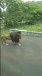 多摩動物公園 ライオンバス乗車券に投稿された画像（2026/5/24）