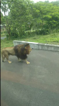 多摩動物公園 ライオンバス乗車券に投稿された画像（2026/5/24）