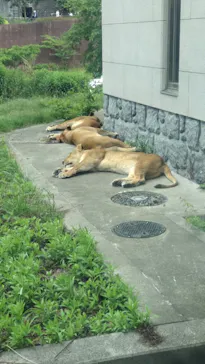多摩動物公園 ライオンバス乗車券に投稿された画像（2026/5/24）