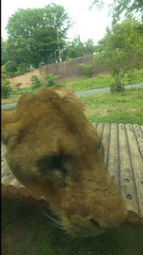多摩動物公園 ライオンバス乗車券に投稿された画像（2026/5/24）