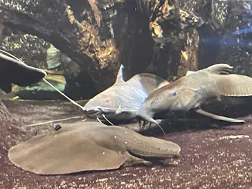 サンシャイン水族館に投稿された画像（2026/5/24）