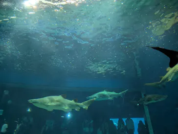 アクアワールド茨城県大洗水族館に投稿された画像（2026/5/24）