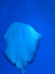アクアワールド茨城県大洗水族館に投稿された画像（2026/5/24）