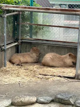 日立市かみね動物園に投稿された画像（2026/5/24）