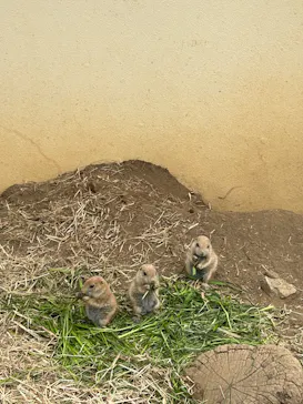 日立市かみね動物園に投稿された画像（2026/5/24）