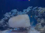 沖縄美ら海水族館に投稿された画像（2026/5/24）