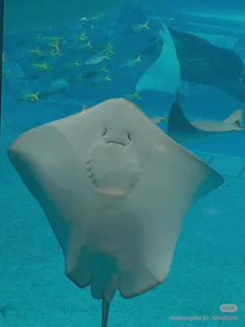 沖縄美ら海水族館に投稿された画像（2026/5/24）