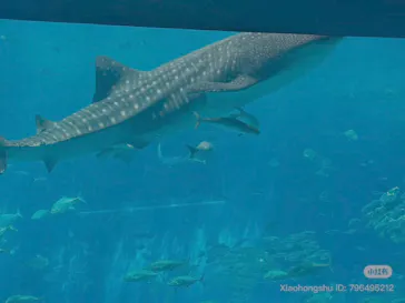 沖縄美ら海水族館に投稿された画像（2026/5/24）