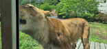 多摩動物公園 ライオンバス乗車券に投稿された画像（2026/5/24）