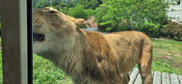 多摩動物公園 ライオンバス乗車券に投稿された画像（2026/5/24）